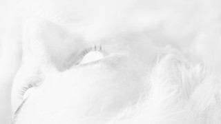 © Eric Dexheimer / Signatures In Fine. Tirages jet d’encre réalisés pour l’exposition, 2011