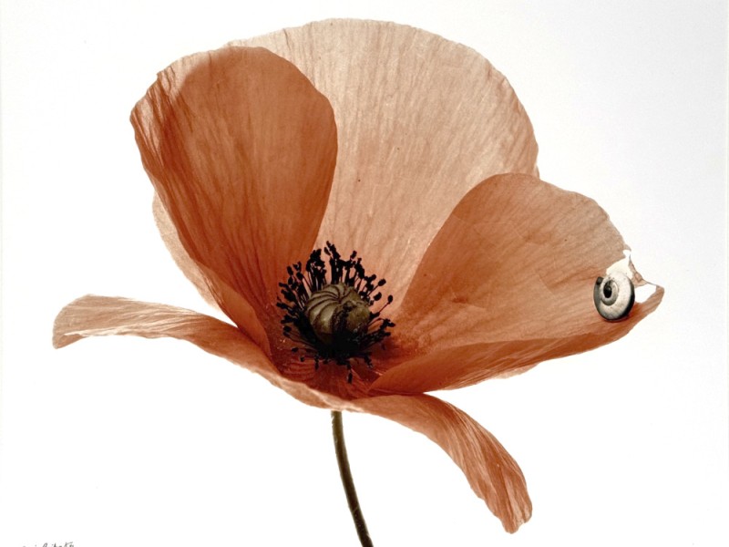 Les tableaux photographiques de Denis Brihat