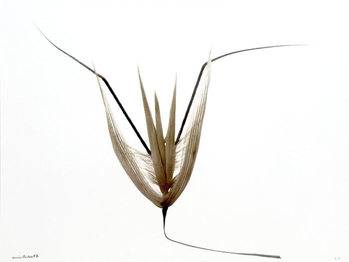 Graine de folle avoine, 1981. Tirage argentique, virage sépia. 38 x 50 cm