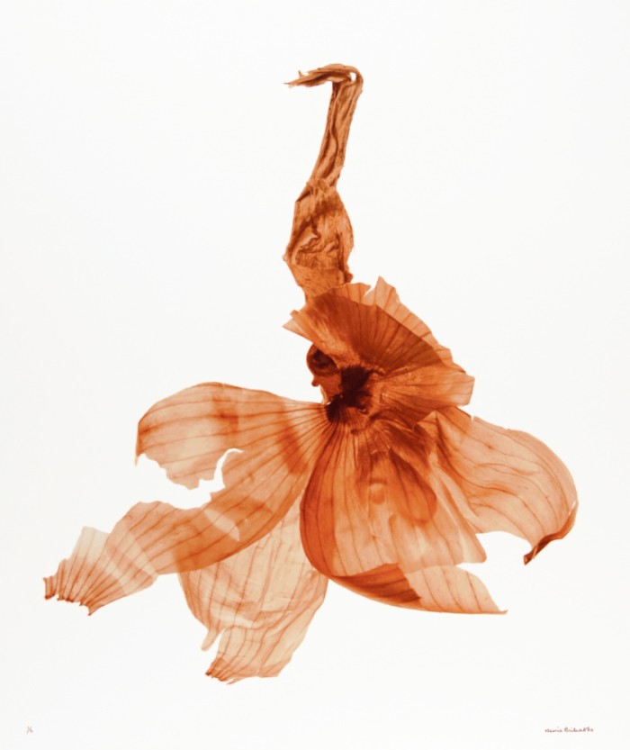 Pelure d'oignon, 2006. Tirage argentique, virage à l’or. 58 x 48 cm